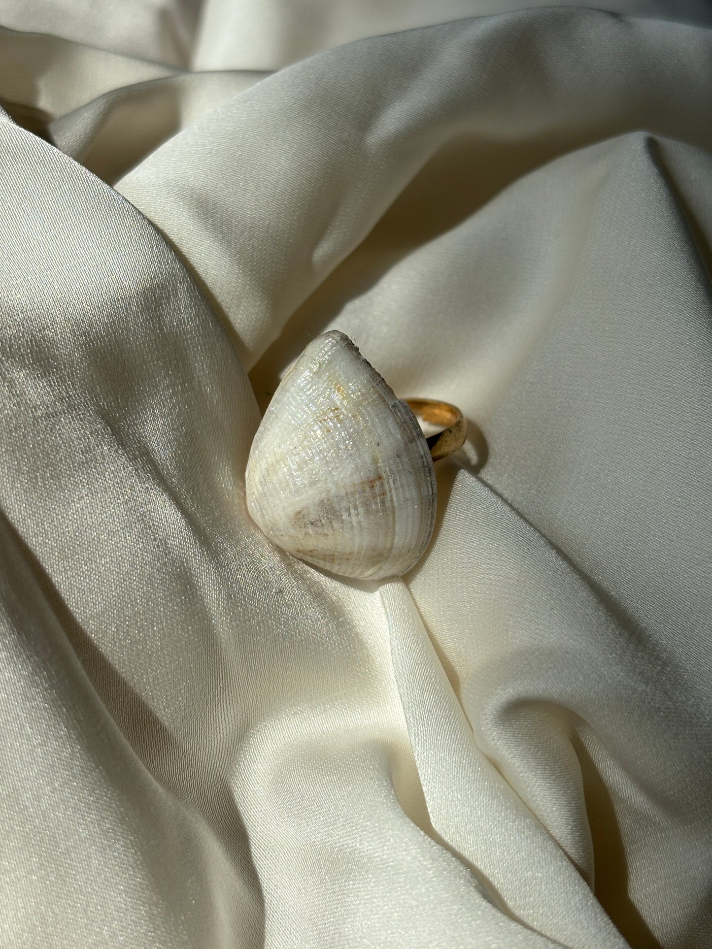 The silver grey seashade ring summer stainless steel on a white fabric 
